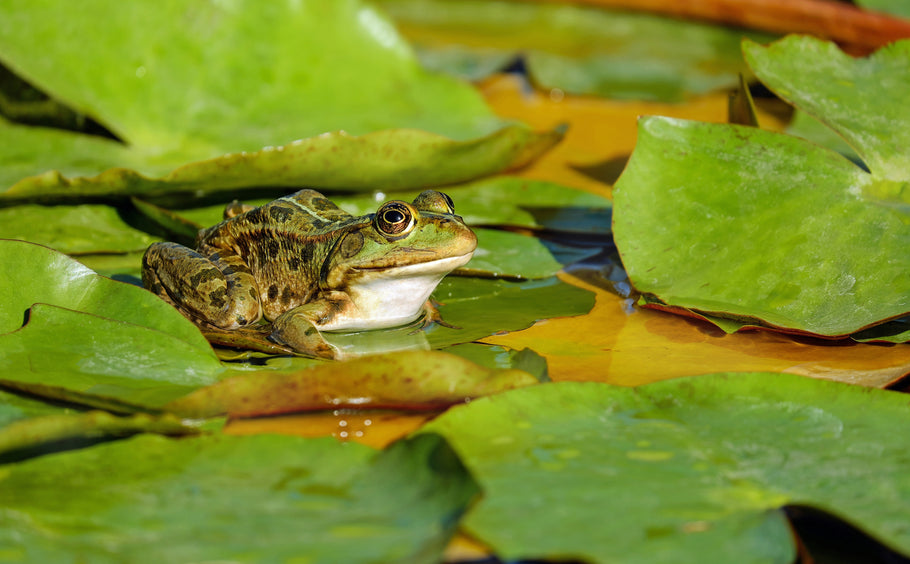 Pond Safety for Wildlife Ponds