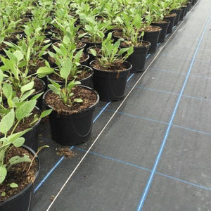 Ground Cover Weed Membrane 2m wide and 50m or 100m Long