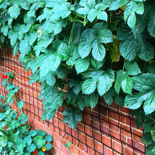 Load image into Gallery viewer, Bull Nets Trellis - thick trellis net kits