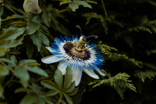 Load image into Gallery viewer, Bull Nets Trellis supporting a passion flower climbing plant