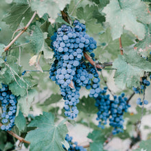Load image into Gallery viewer, Trellis to support grape vine and heavy fruit bearing climbing crops
